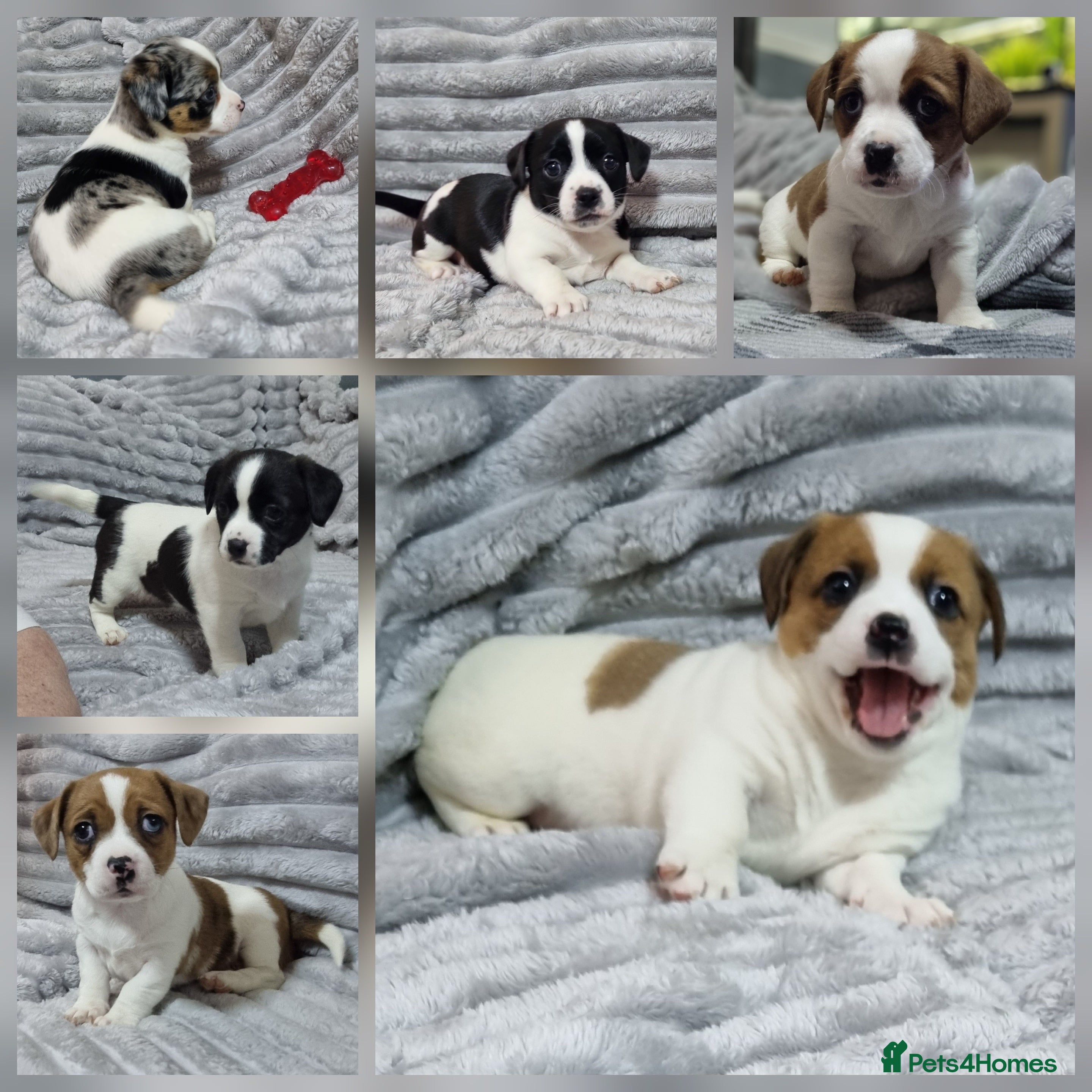 Jack Russell dogs Jack Russell X Shih Tzu Puppies - Advert 3