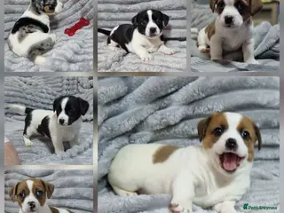 Jack Russell dogs Jack Russell X Shih Tzu Puppies - Advert 3