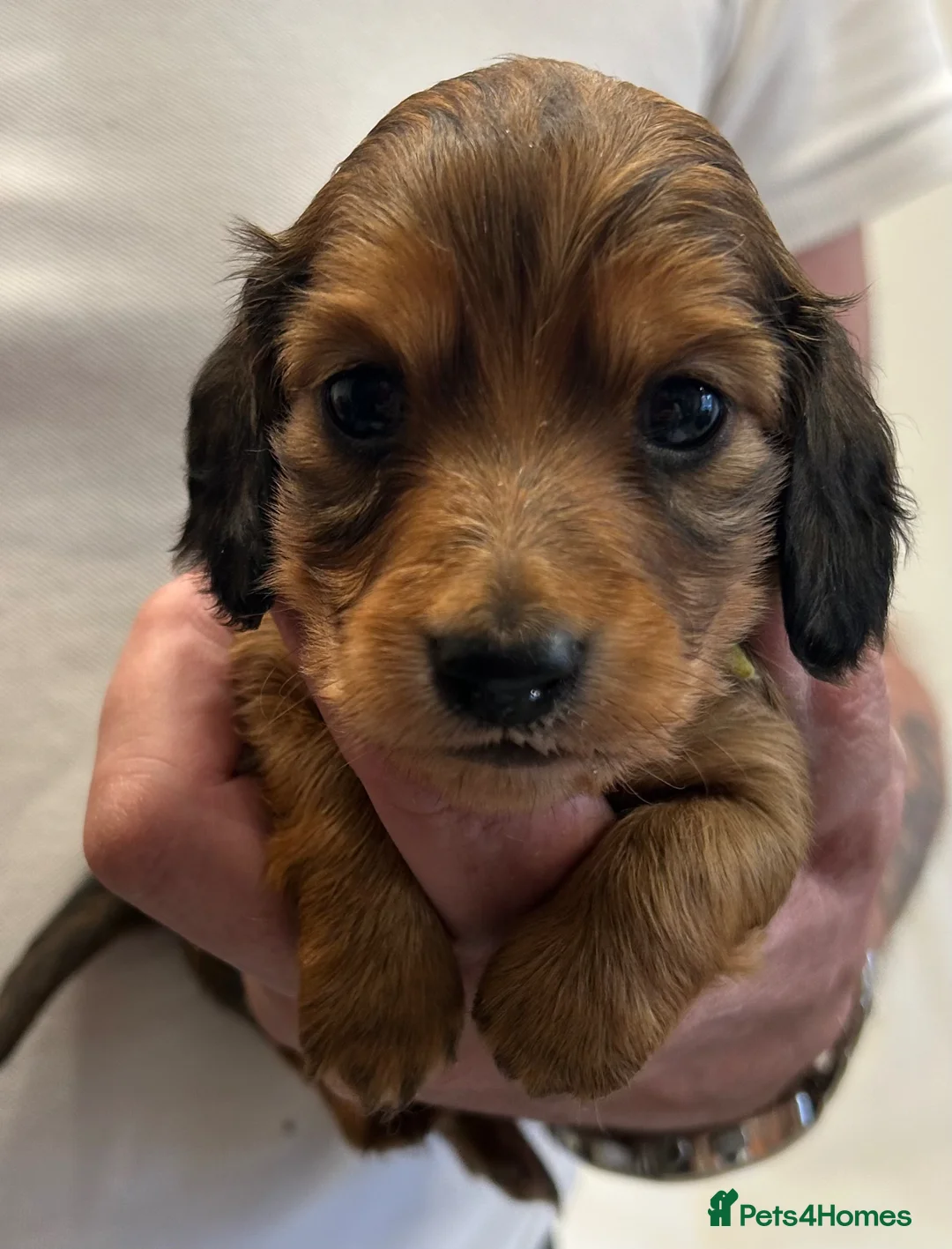 Miniature Dachshund dogs for sale: Mini Long Haired Daschund  - Advert 2