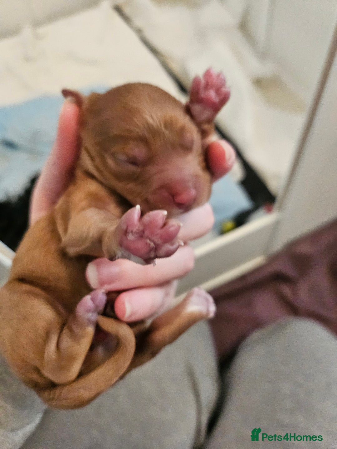 Cavapoo dogs for sale: Gorgeous F1b Toy Cavapoo Babies   - Image 5