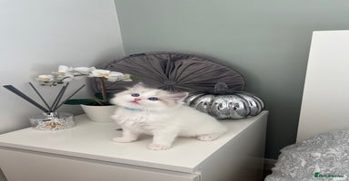 Ragdoll cats - Advert 15