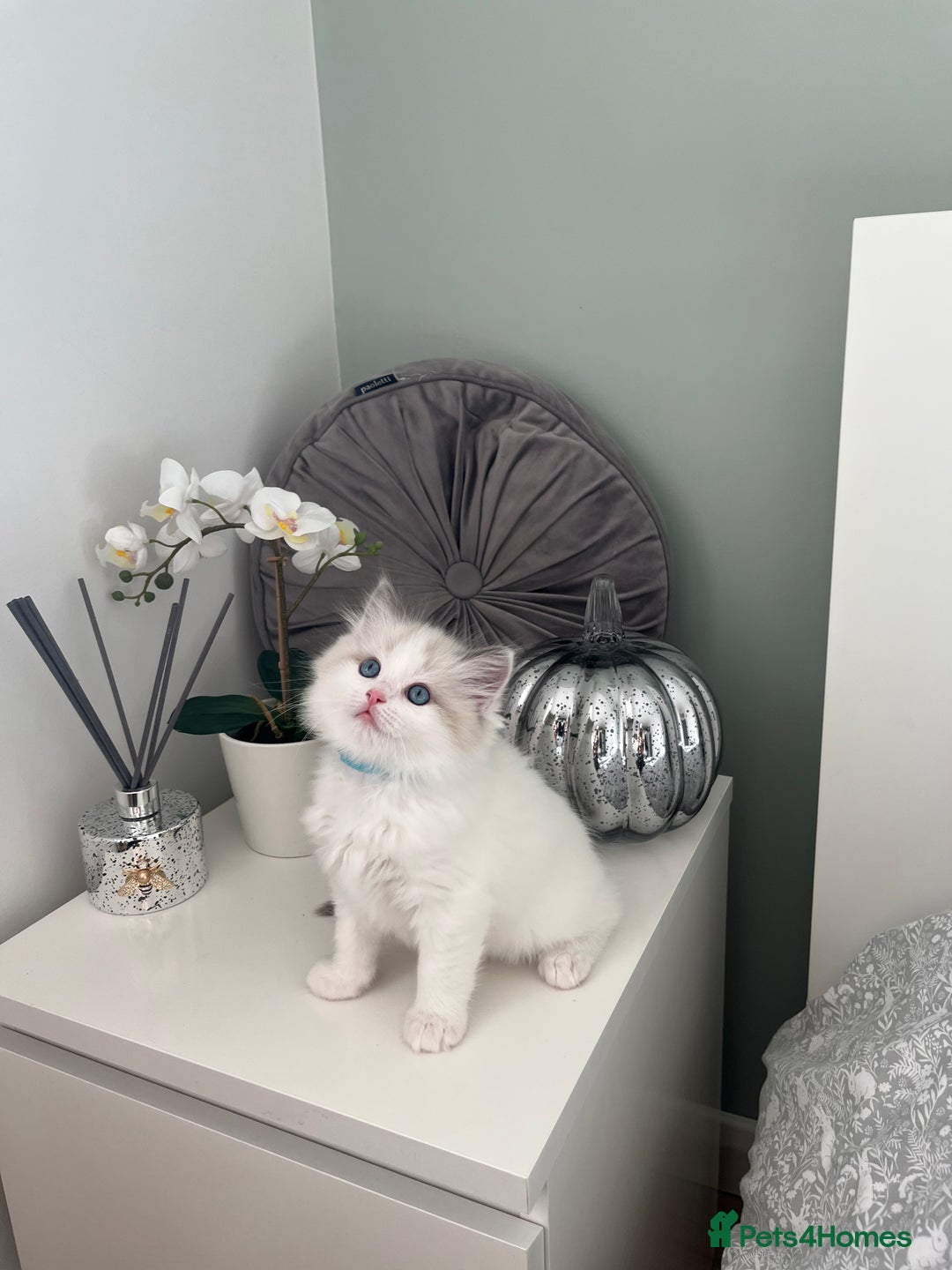 Ragdoll cats for sale: Beautiful Bi Colour Ragdoll - Image 2