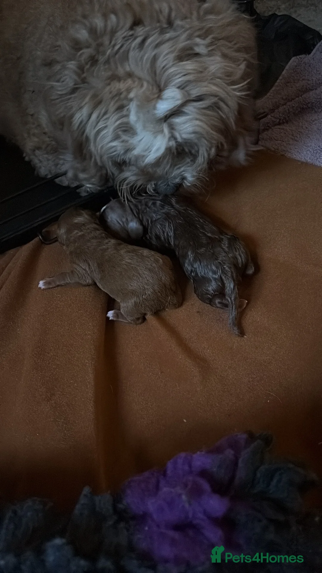 Cavapoo dogs for sale: F1b red Cavapoos puppies  - Advert 6