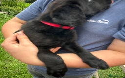 Labradoodle dogs for sale: Ready to go! Fantastic F1 Labradoodles (black) - Image 23