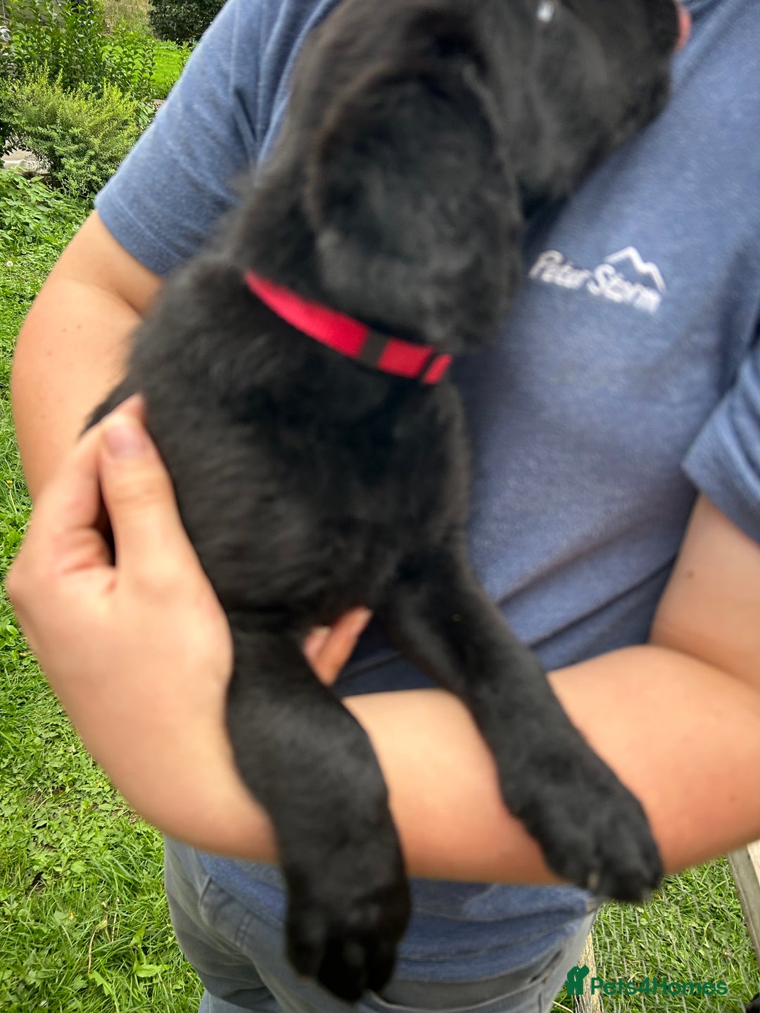 Labradoodle dogs for sale: Ready to go! Fantastic F1 Labradoodles (black) - Image 23