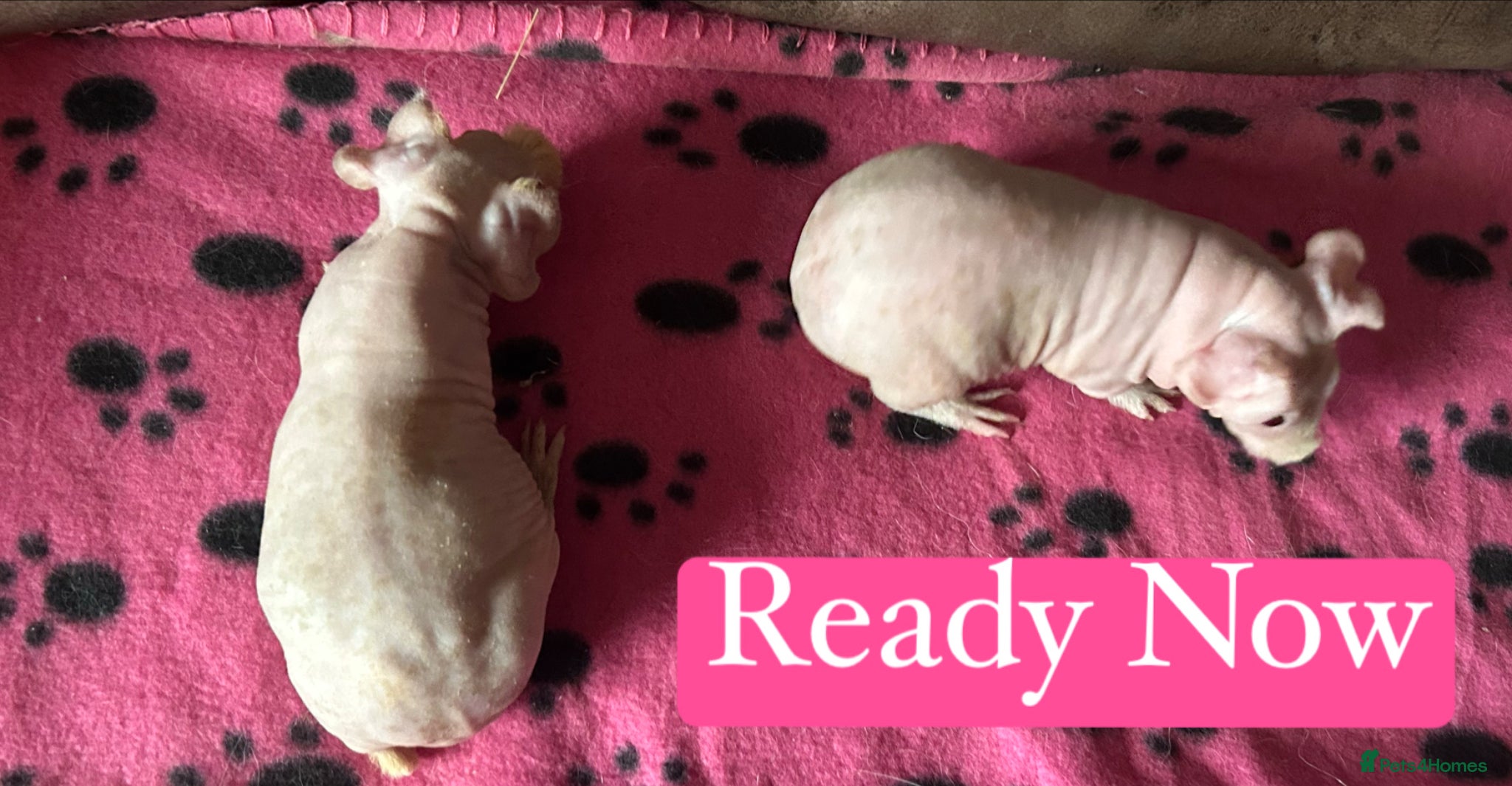 Guinea Pig rodents Skinny Pig Sows  - Advert 3