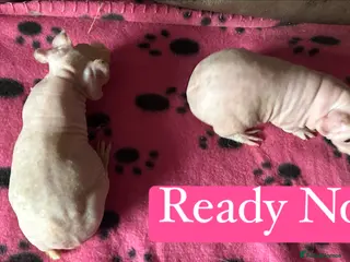 Guinea Pig rodents Skinny Pig Sows - Advert 3