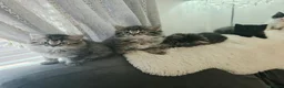 Ragdoll cats for sale: Beautiful Ragdoll cross Norwegian forest kittens  - Advert 11