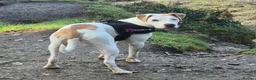 American Bulldog dogs for sale: American bulldog  in Plymouth - Advert 1