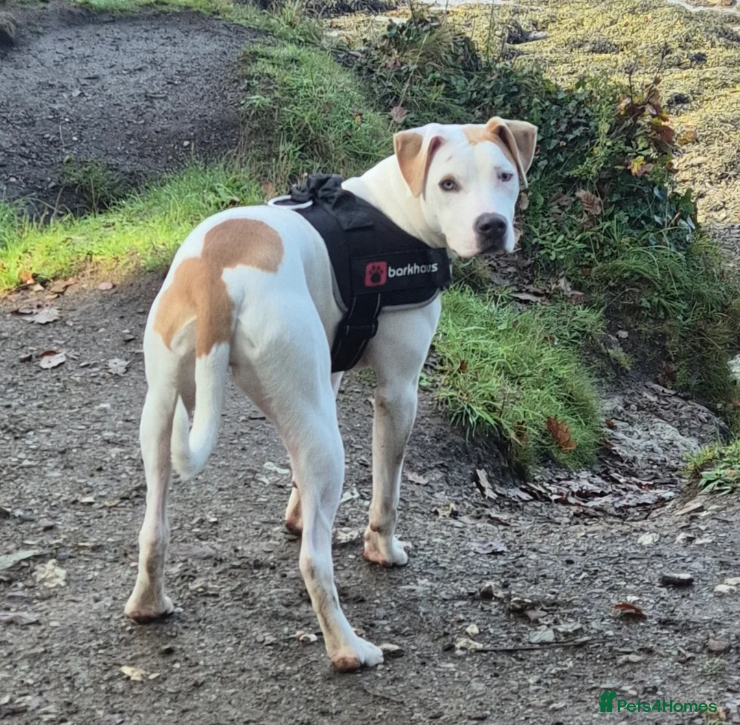 American Bulldog dogs for sale: American bulldog  in Plymouth - Advert 1