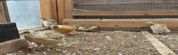 Quail poultry for sale: Quails  - Advert 3