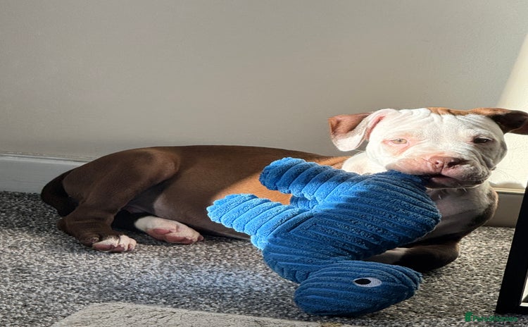 American Bull Staffy dogs - Advert 1