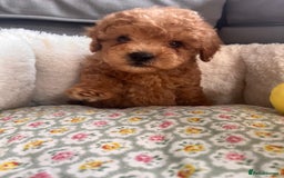 Maltipoo dogs for sale: 💫Tiny Red Boys Available Now💫 - Image 15