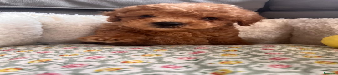 Maltipoo Puppy 3