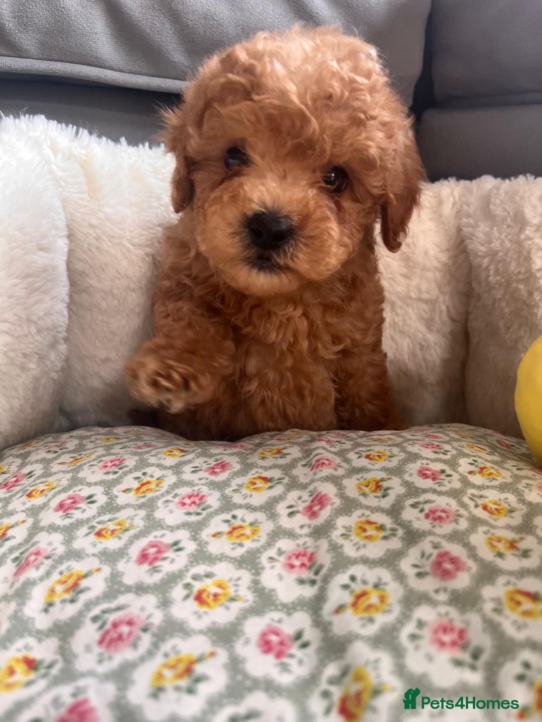 Maltipoo dogs for sale: 💫Tiny Red Boys Available Now💫 - Image 15