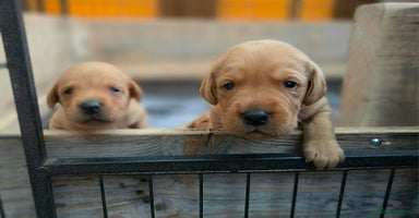 Labrador Retriever dogs - Advert 2