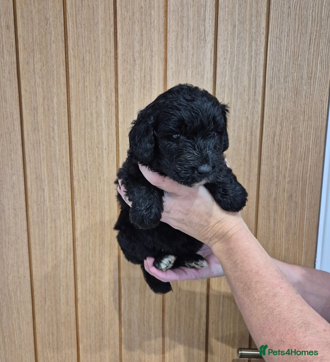 Bernedoodle dogs for sale: F1 Bernedoodle - Image 6