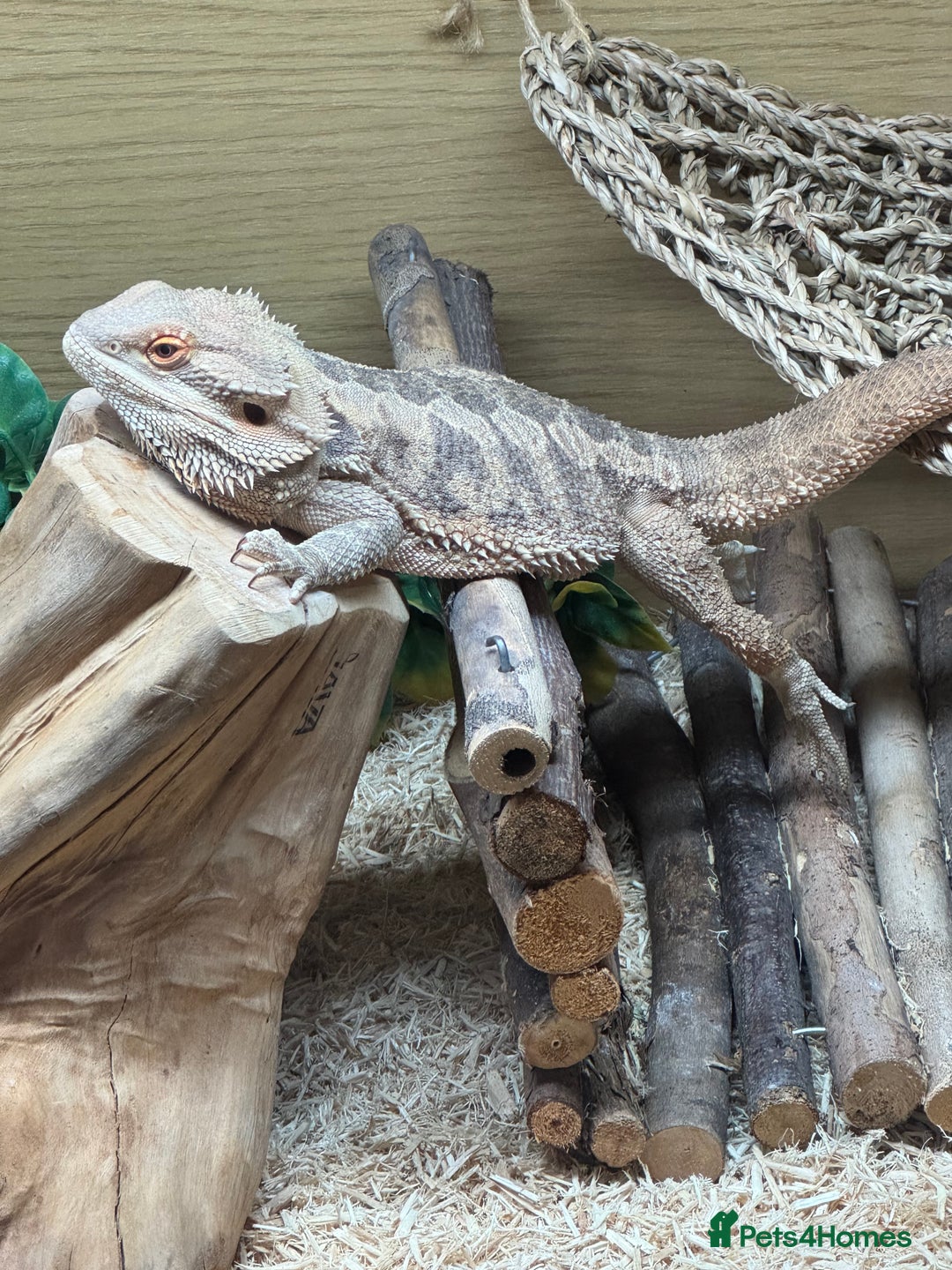 Bearded Dragon reptiles for sale: 12 month old bearded Dragon  - Image 7