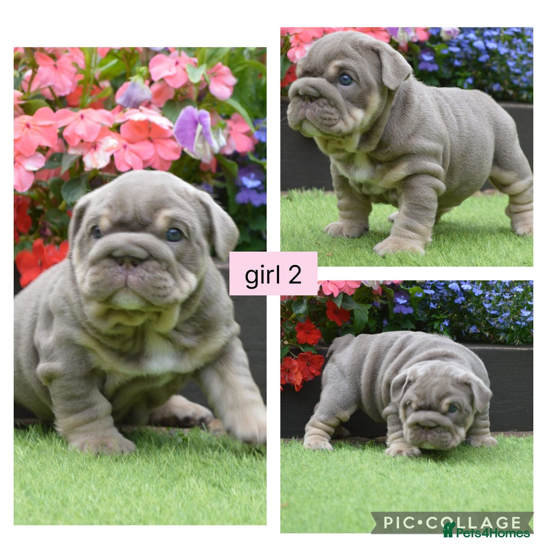 English Bulldog dogs for sale: Outstanding English bulldog puppies  - Image 8