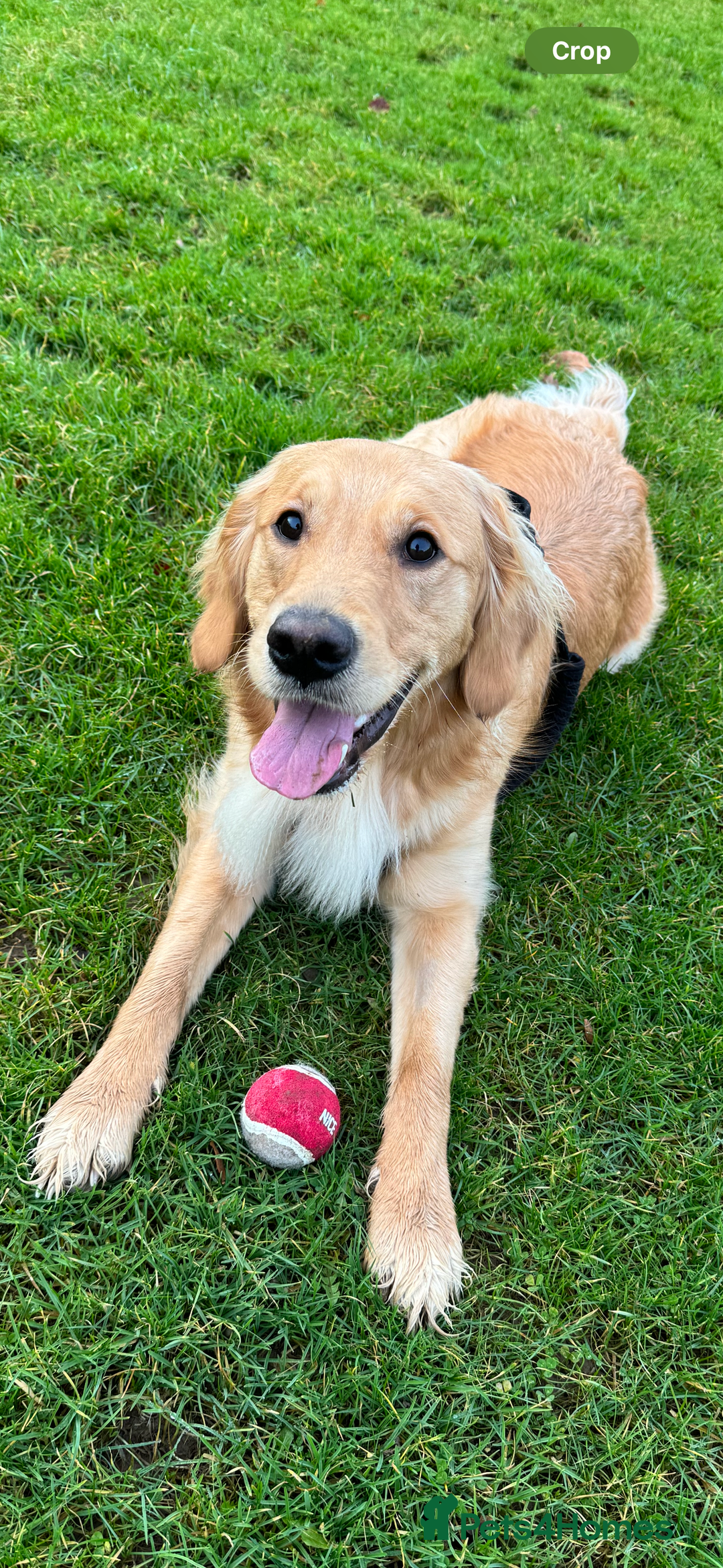 Golden Retriever dogs for sale: Perfect Golden Retriever Puppies - Advert 9