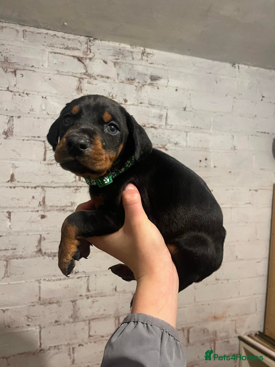 Dobermann dogs for sale: Stunning KC Dobermans champion bloodlines  - Advert 23