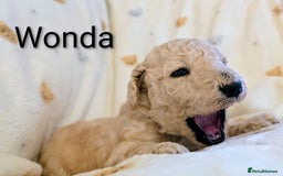 Standard Poodle dogs for sale: Standard poodles - Image 19