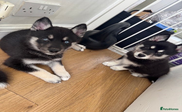 Siberian Husky dogs - Advert 1