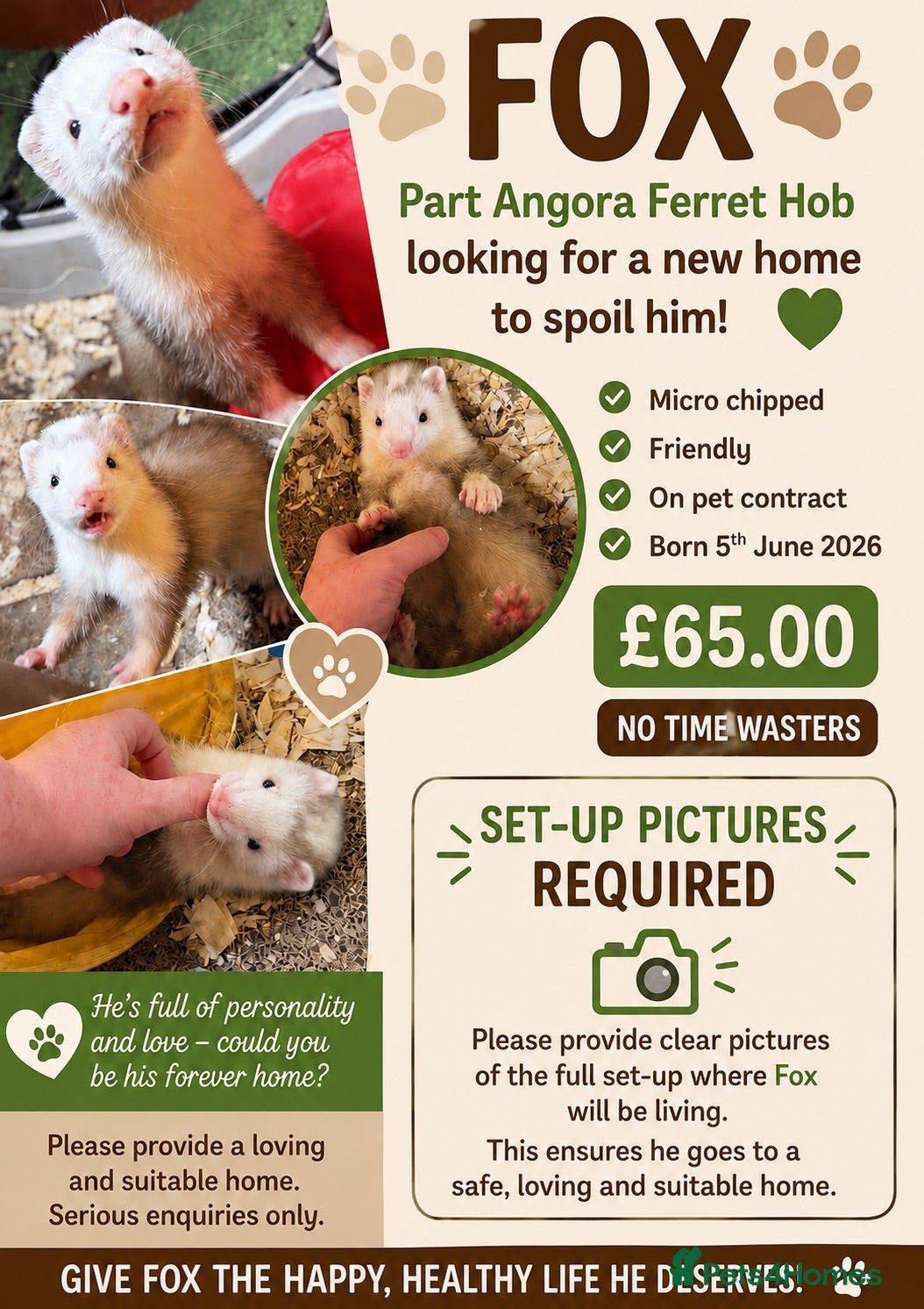 Ferret rodents Part Angora hob ferret new pic and video added - Advert 17