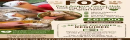 Ferret rodents for sale: Part Angora hob ferret new pic and video added - Advert 1
