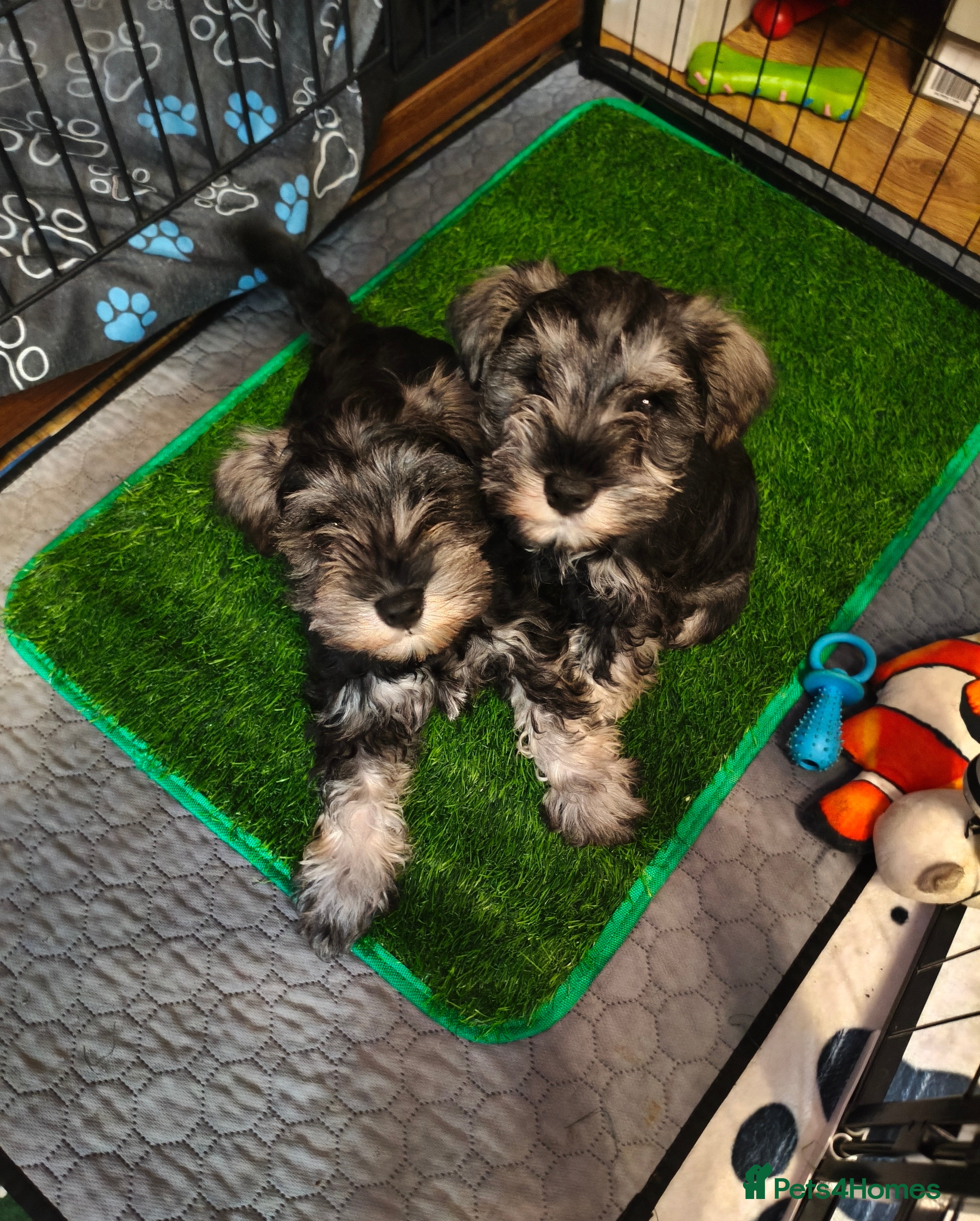 Miniature Schnauzer dogs Charming Mini Schnauzers with KC registration - Advert 3