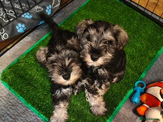 Miniature Schnauzer dogs Charming Mini Schnauzers with KC registration - Advert 3