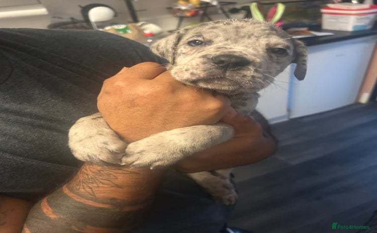 Cane Corso dogs Cane Corso Puppies  - Advert 7