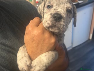 Cane Corso dogs Cane Corso Puppies - Advert 4