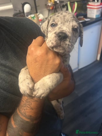 Cane Corso dogs Cane Corso Puppies - Advert 7