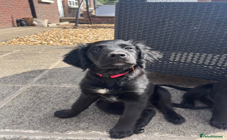 Mixed Breed dogs - Advert 1