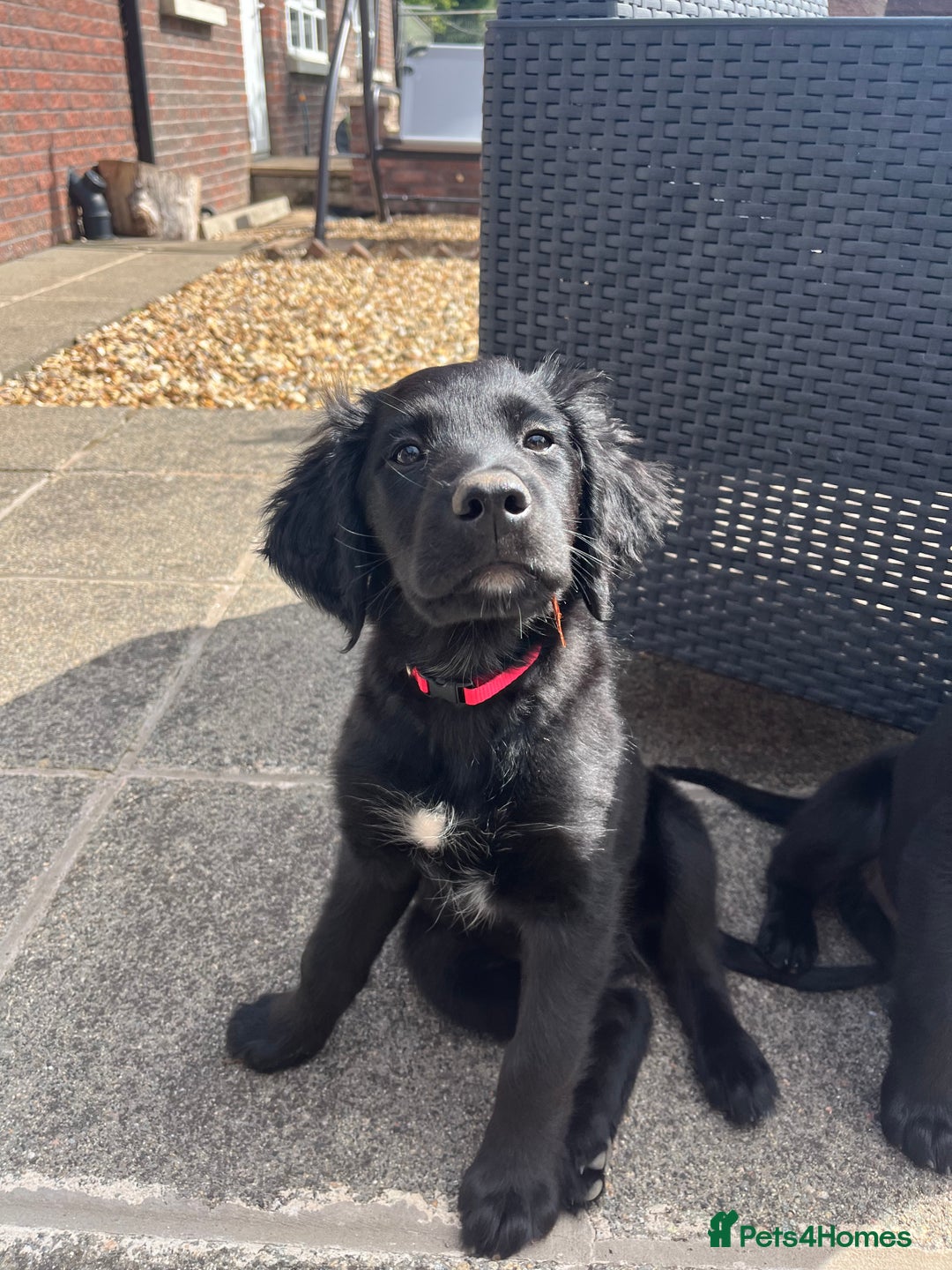 Mixed Breed dogs for sale: Collie Setter puppies - Image 1