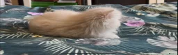 Persian cats for sale: Stunning Cream Male Persian Kitten  in Bangor - Advert 10