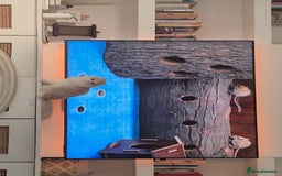 Scottish Fold cats for sale: Scottish Fold -  Long Hair - Image 3