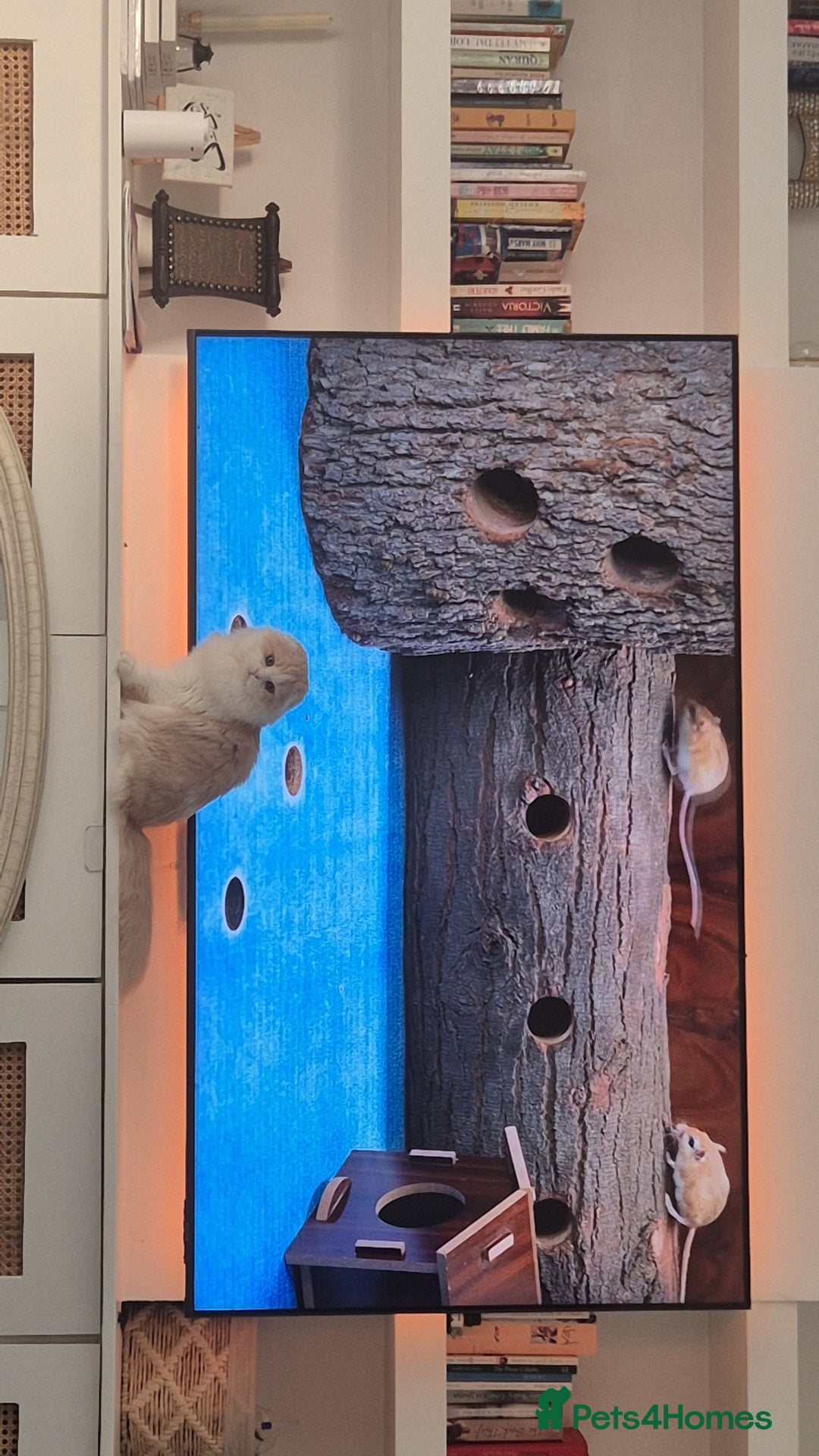 Scottish Fold cats for sale: Scottish Fold -  Long Hair - Image 3