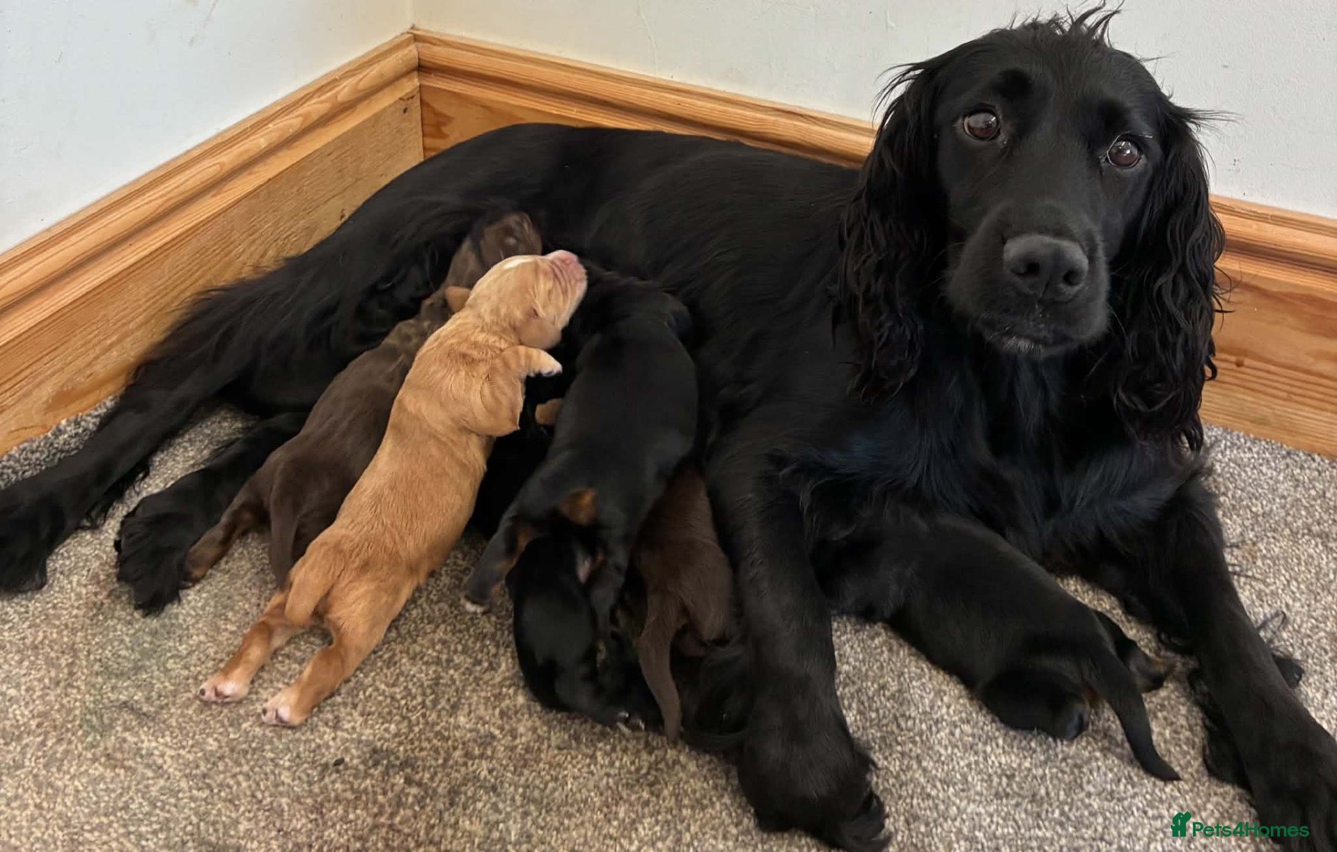 Cocker Spaniel dogs 🐾 GORGEOUS COCKER SPANIEL PUPPIES 🐾 - Advert 1