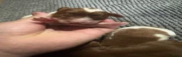 Cavapoo dogs for sale: Stunning Cavapoo puppies including party colours  - Advert 10