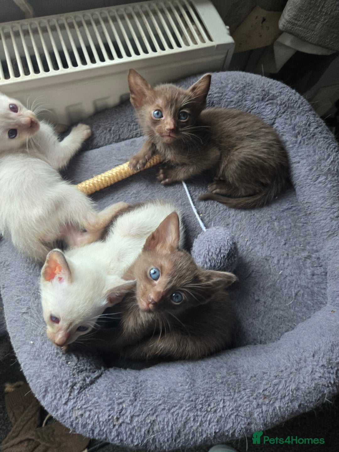 Siamese cats for sale: Only one c/point siamese little girl avaliable  - Advert 12