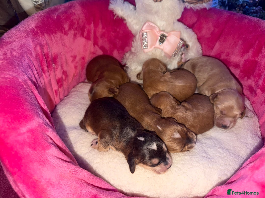 Cockapoo dogs for sale: Cockapoo pups  - Advert 16