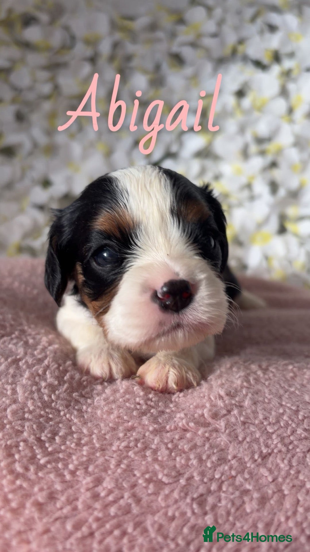 Cavalier King Charles Spaniel dogs for sale: ✨ Beautiful KC Cavalier King Charles Puppies ✨ - Advert 2