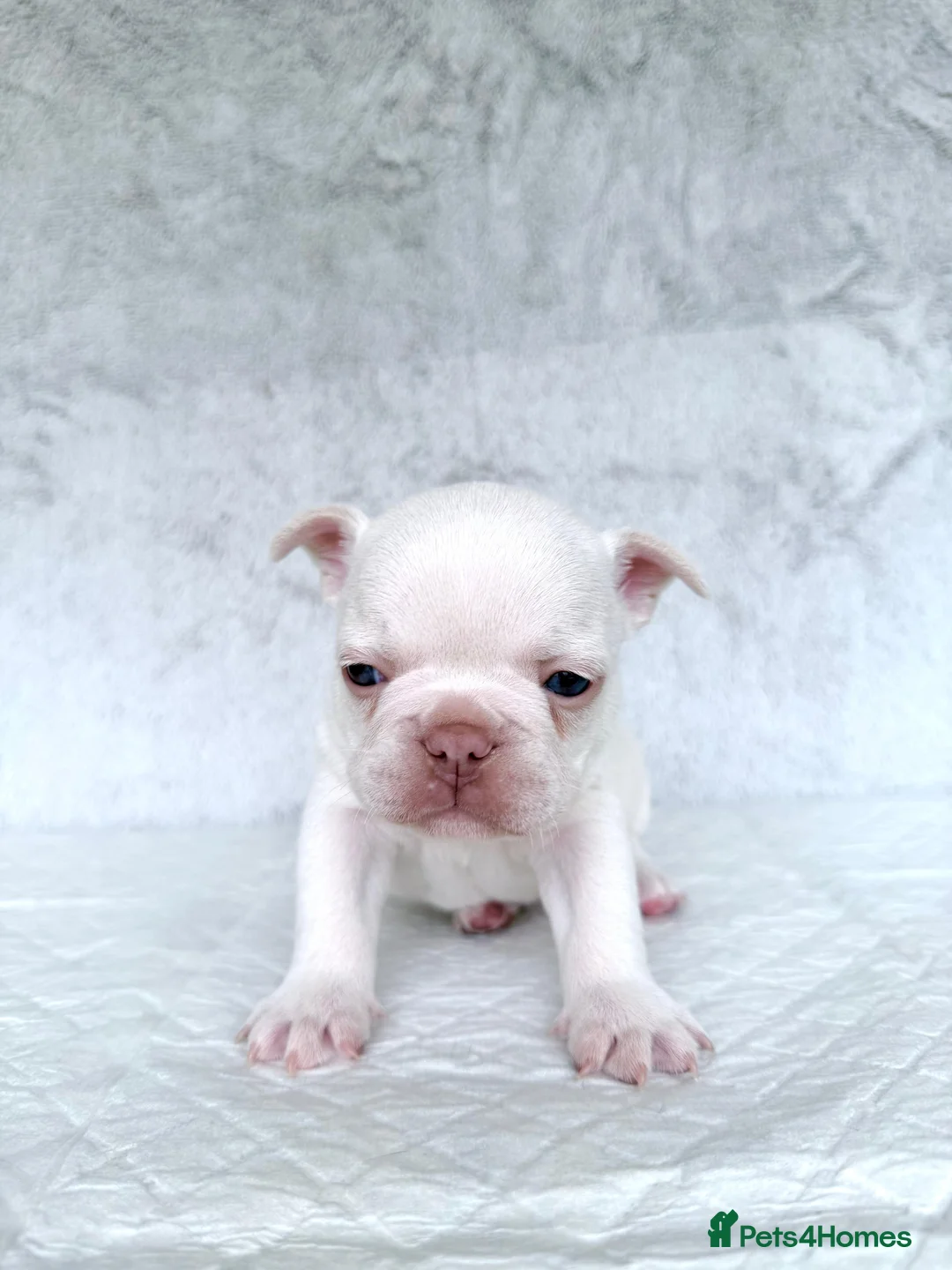 French Bulldog dogs for sale: KC registered new shade French Bulldog puppies - Advert 35
