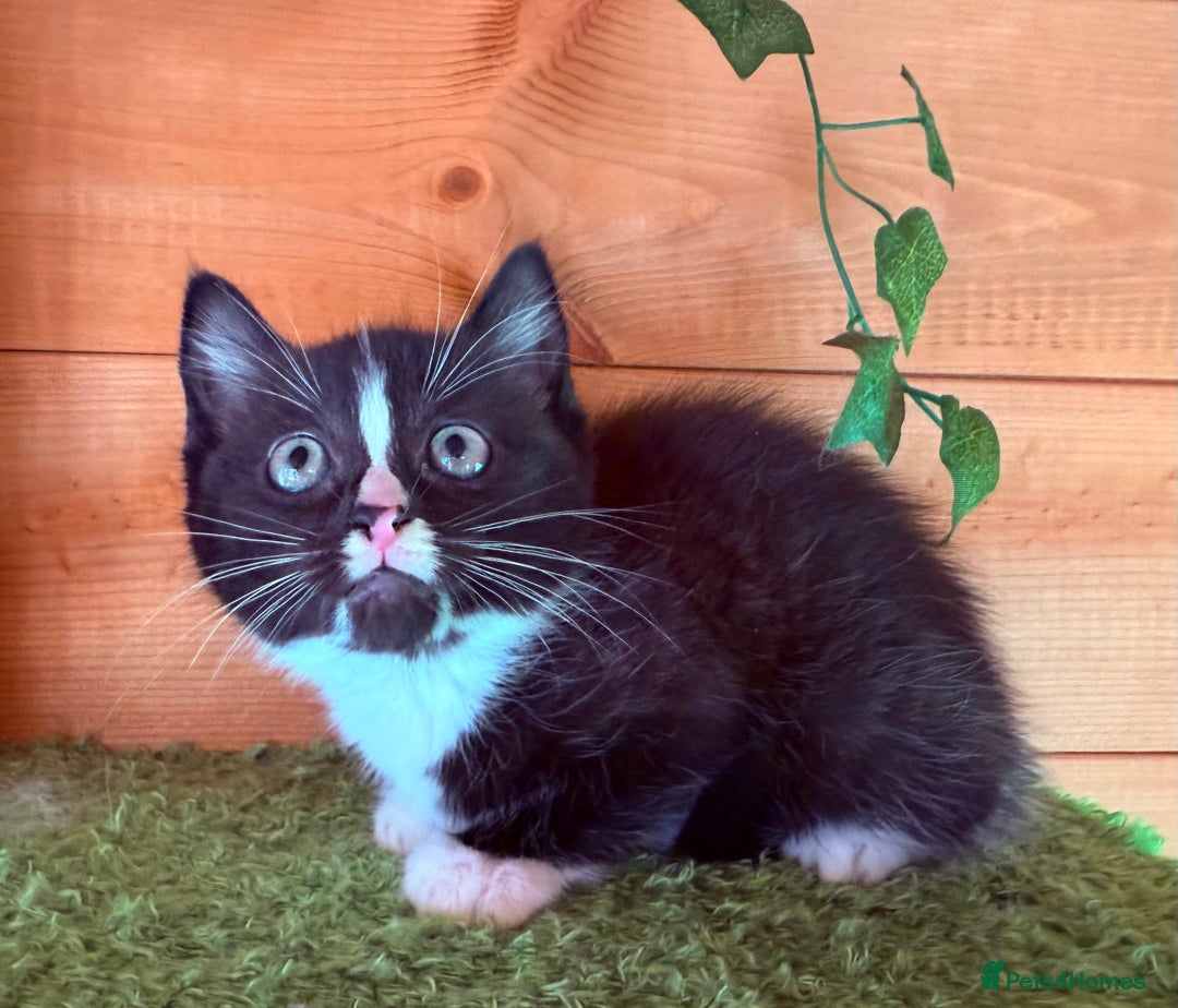 Domestic Shorthair cats for sale: GORGEOUS SHORT HAIRED FAMILY KITTENS  - Image 13