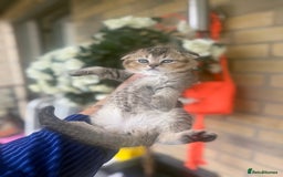 British Shorthair cats for sale: British rainbow shorthair kittens - Image 16