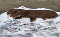 Miniature Dachshund dogs for sale: Mini dachshund smooth 1 choc&tan boy available  - Image 28