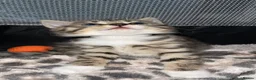 Mixed Breed cats for sale: Beautiful kittens for sale!  - Advert 18