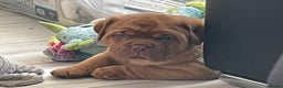 Dogue De Bordeaux dogs for stud: Stunning male for stud in Liverpool - Advert 6